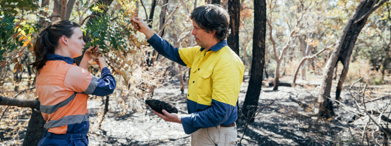 Man and Woman Inspecting a Tree