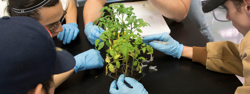 Students Touching a Plant Students Touching a Plant